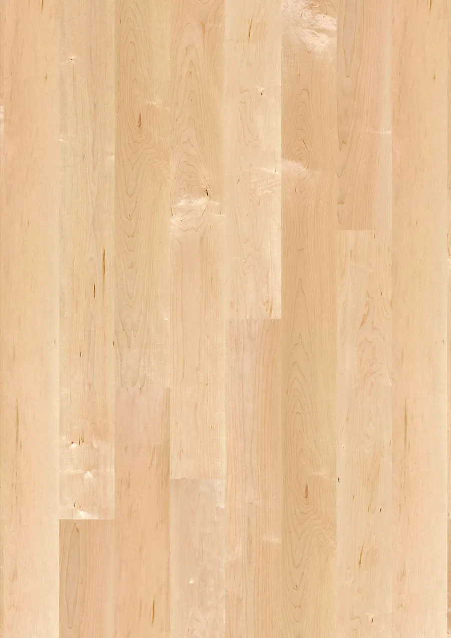 Plank 138 Maple Can. Transparent Andante