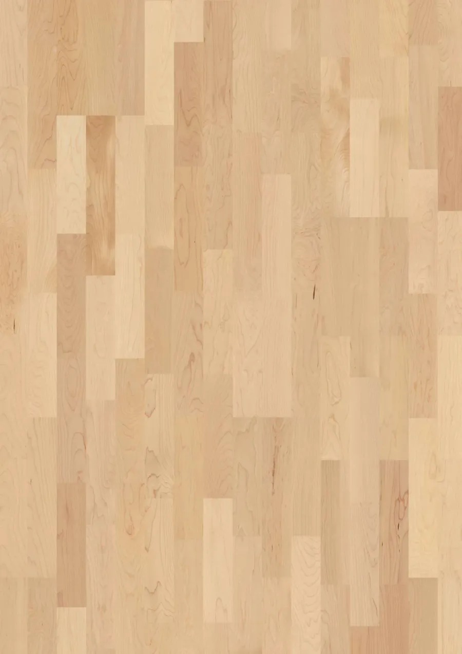 3-Strip 14 mm Maple Can. Transparent Andante