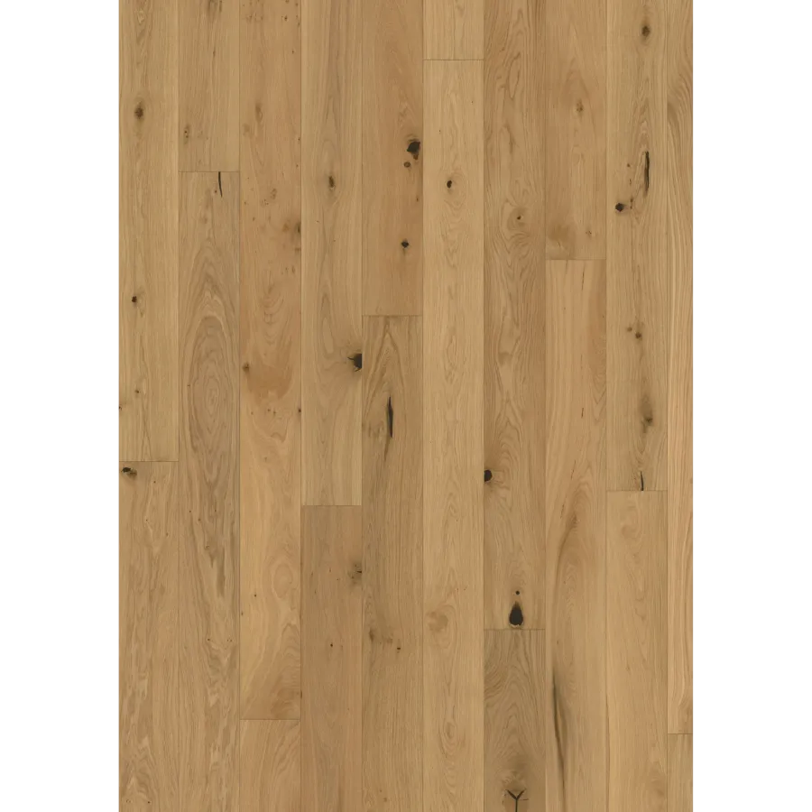 Oak Tulip
