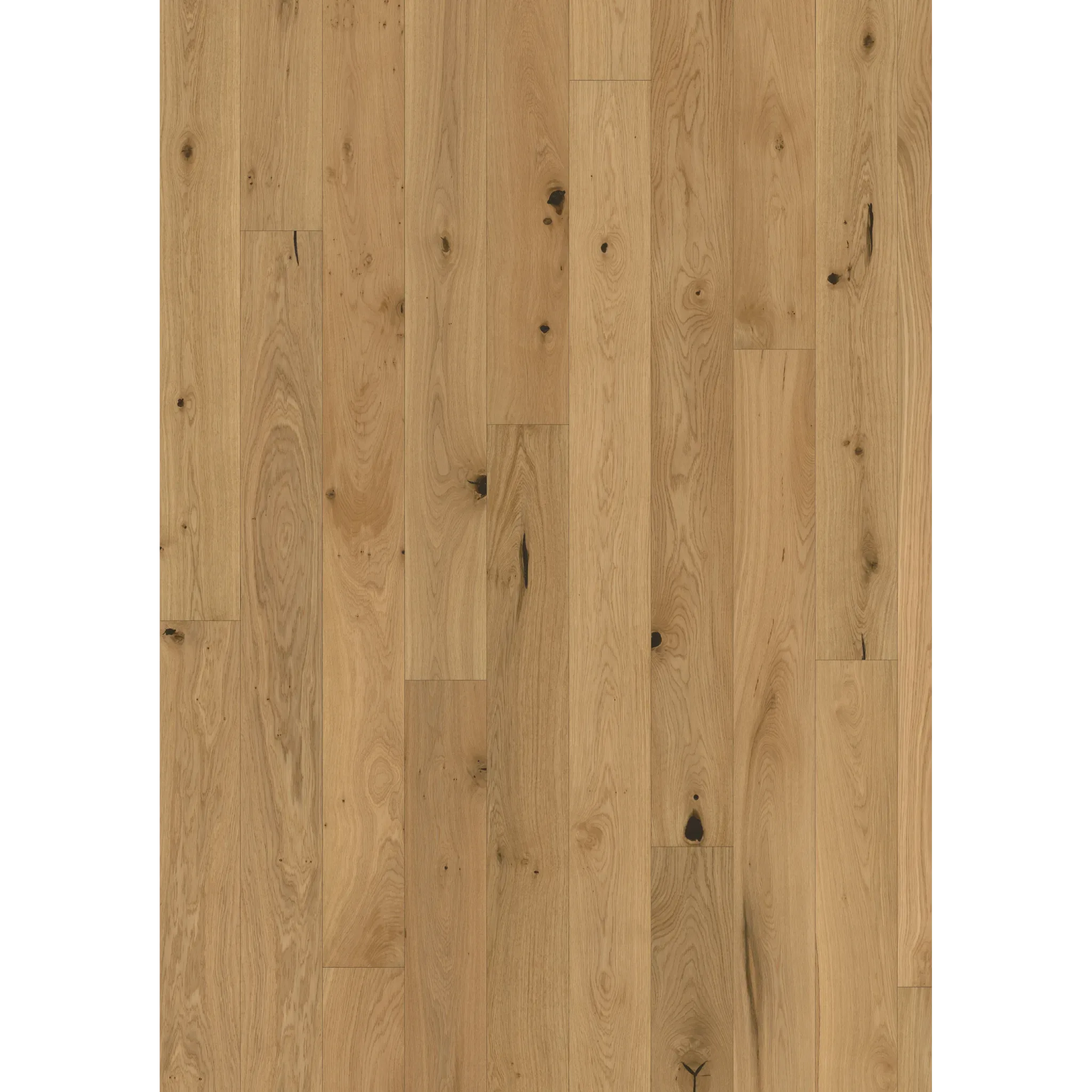 Oak Tulip