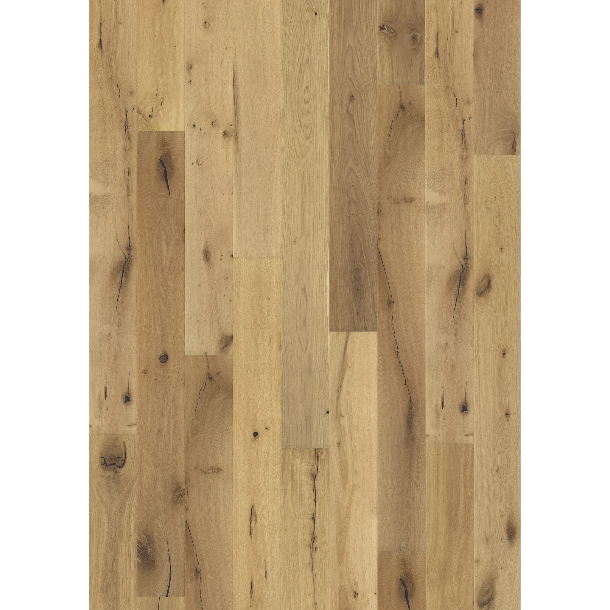 Oak Paglia