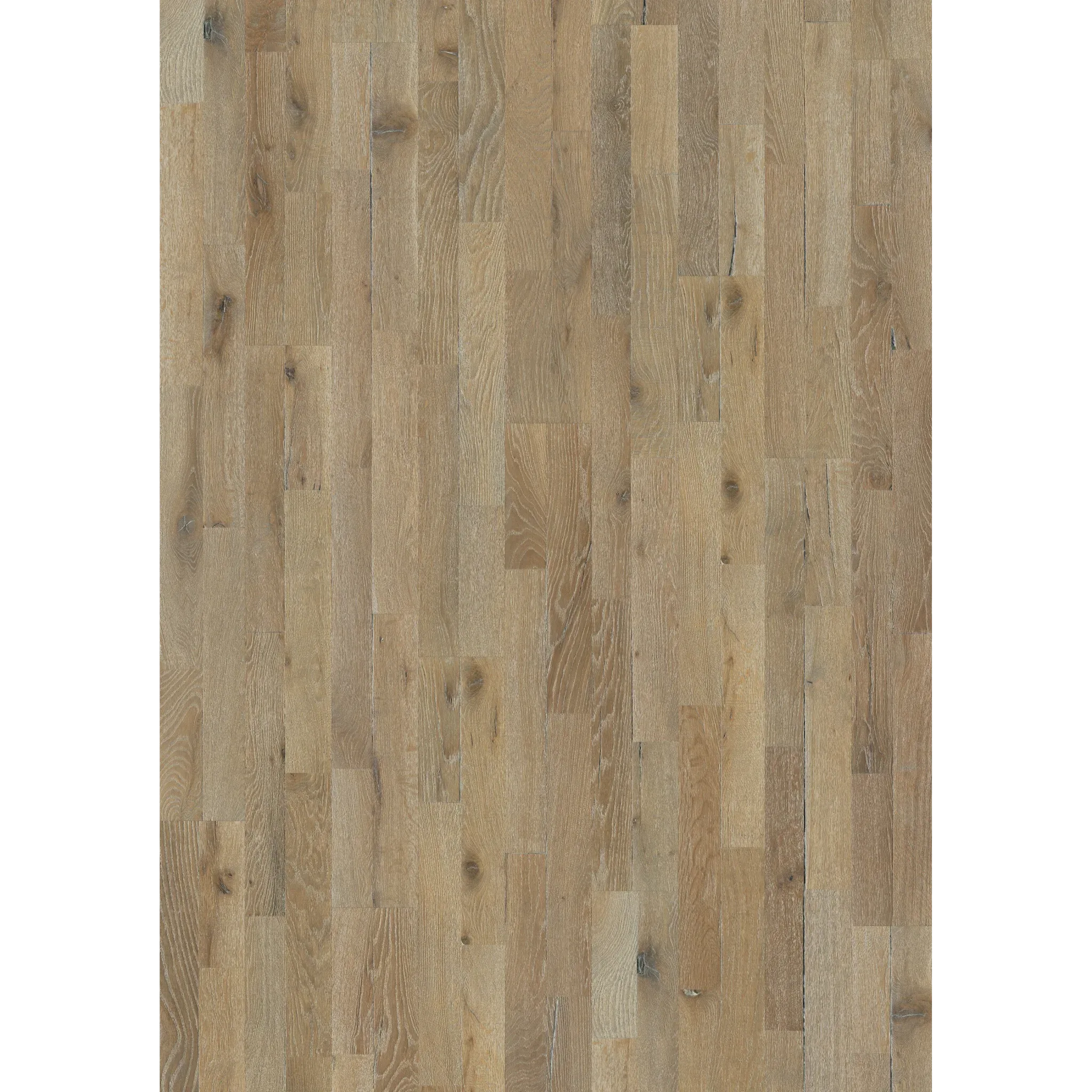 Oak Dussato