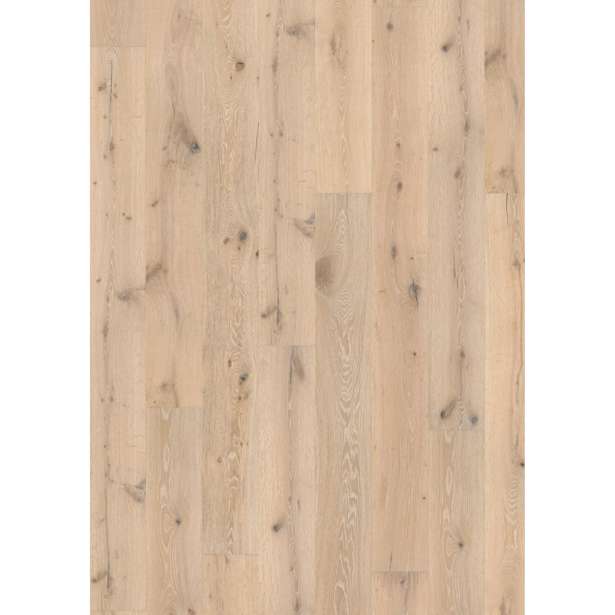 Oak Zephyr