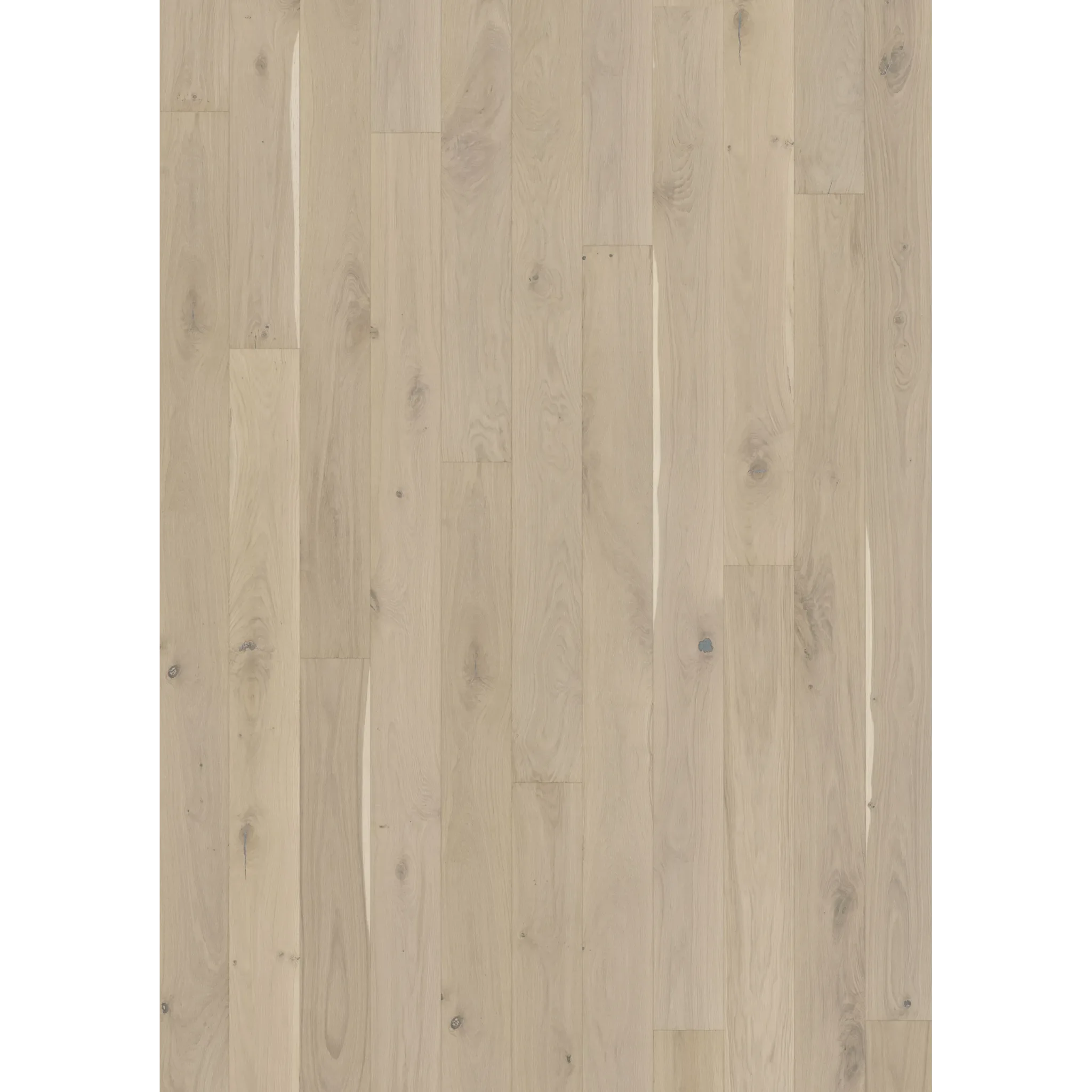 Oak Ghost