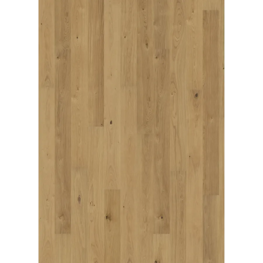 Oak Sun