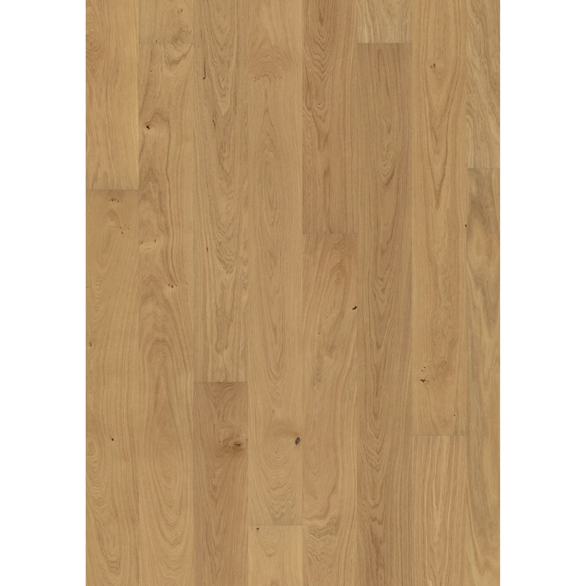 Oak Dahlia Matt