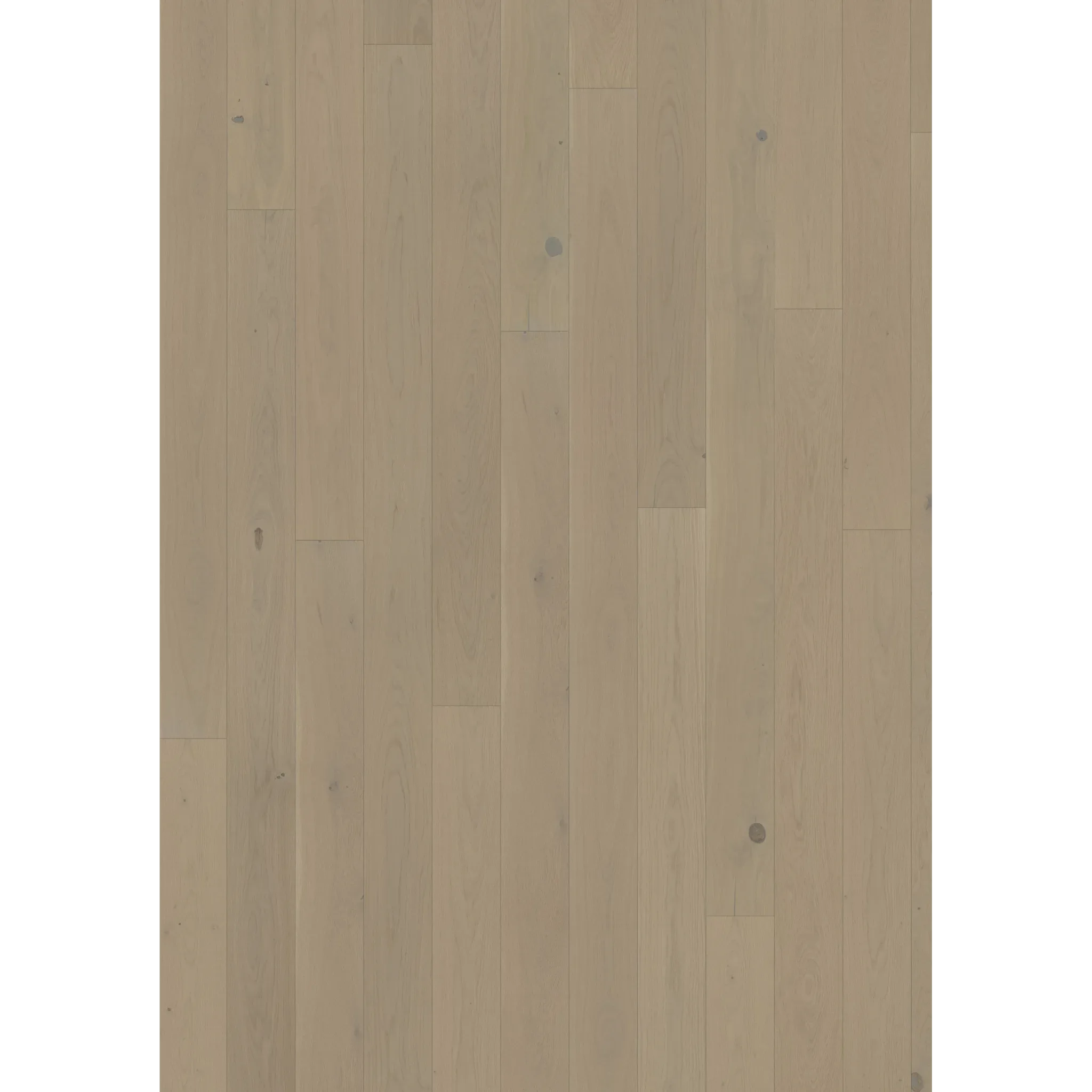 Oak Crayon