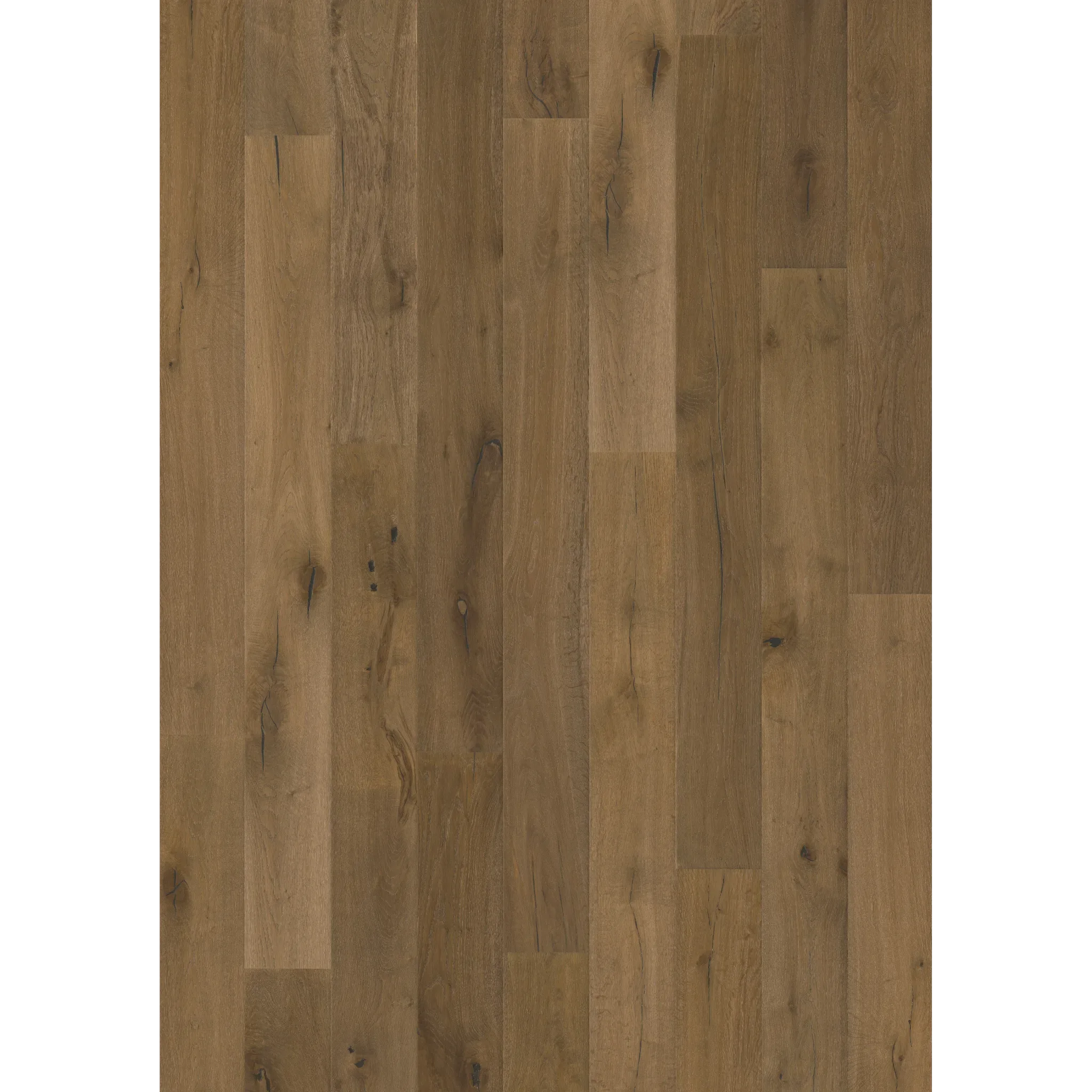 Oak Terrano