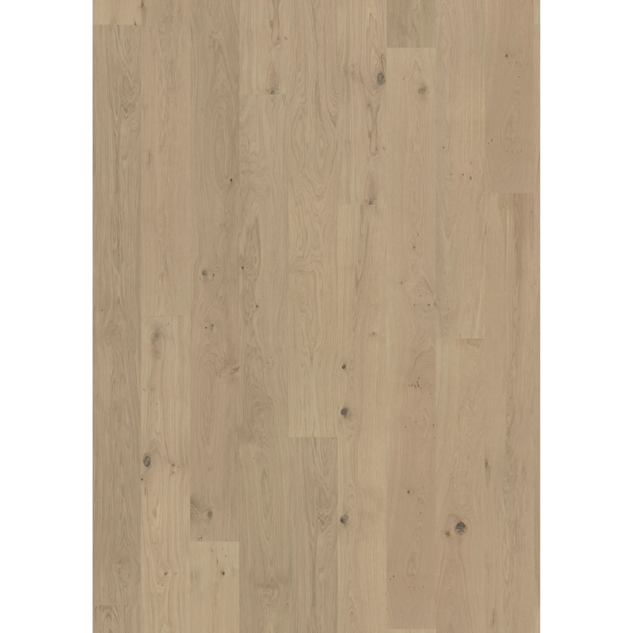 Oak Brighton