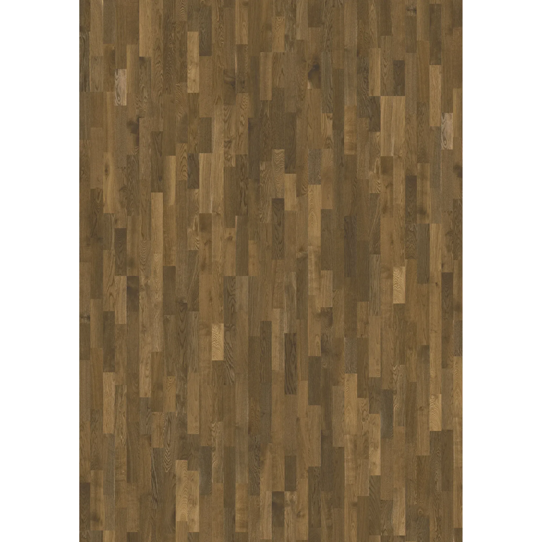 Oak Dusk