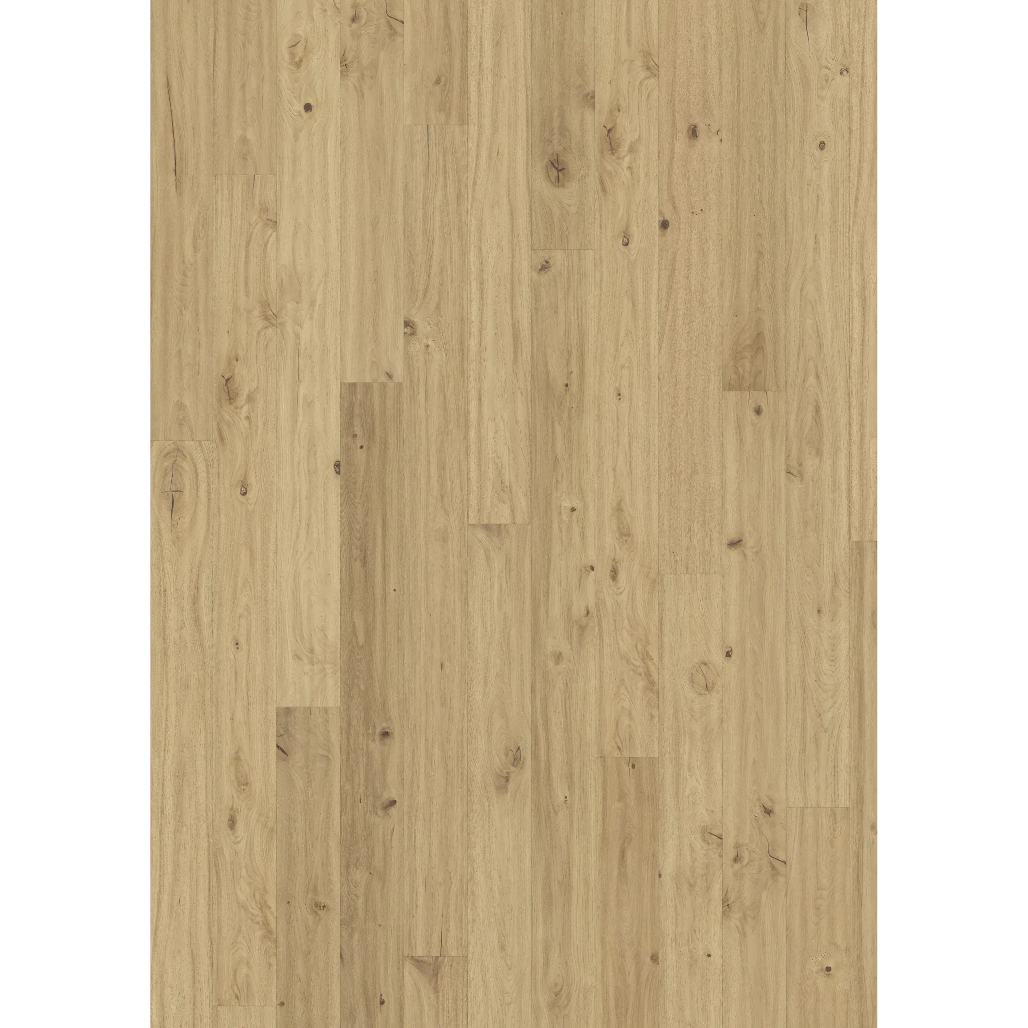 Oak Klinta