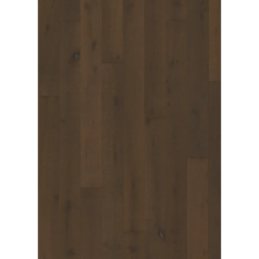 Oak Ursus