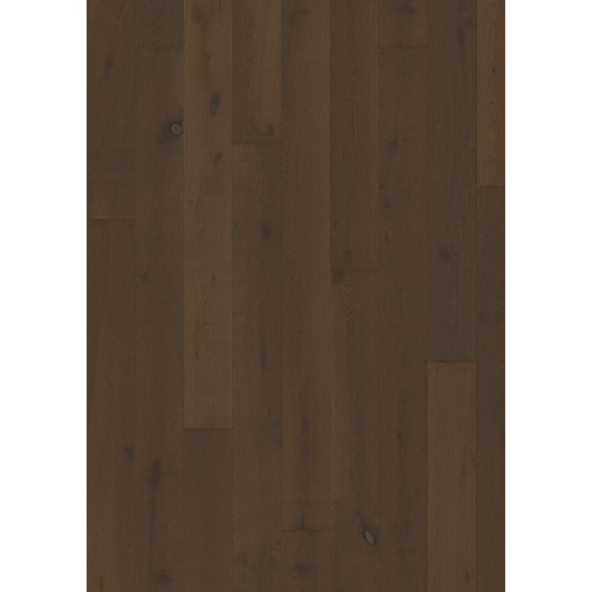 Oak Ursus