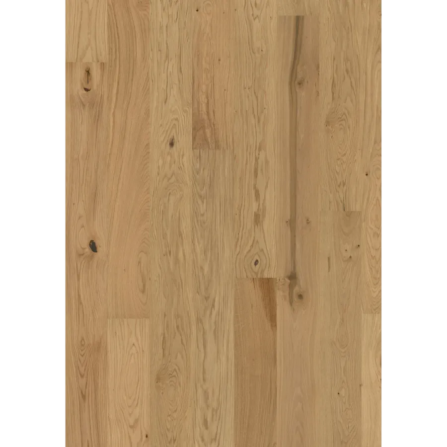 Oak Aster Matt