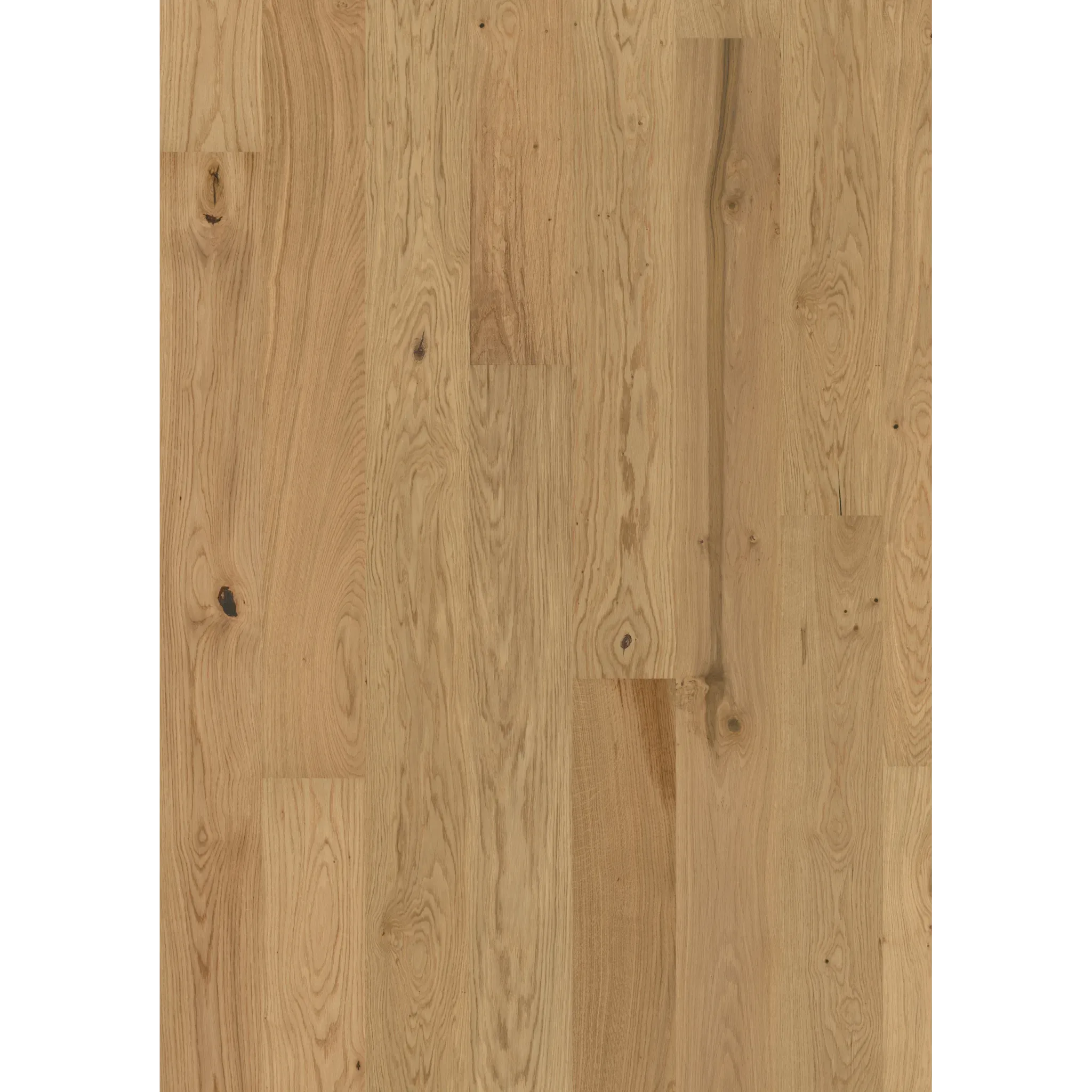 Oak Aster Matt