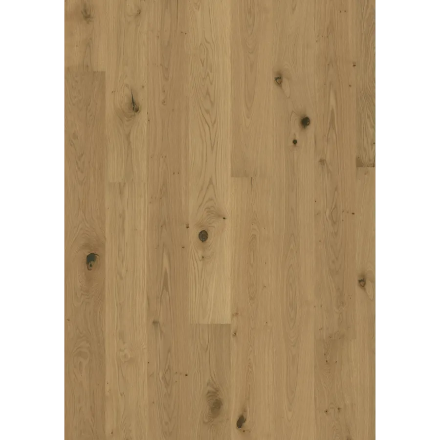 Oak Aster Oiled