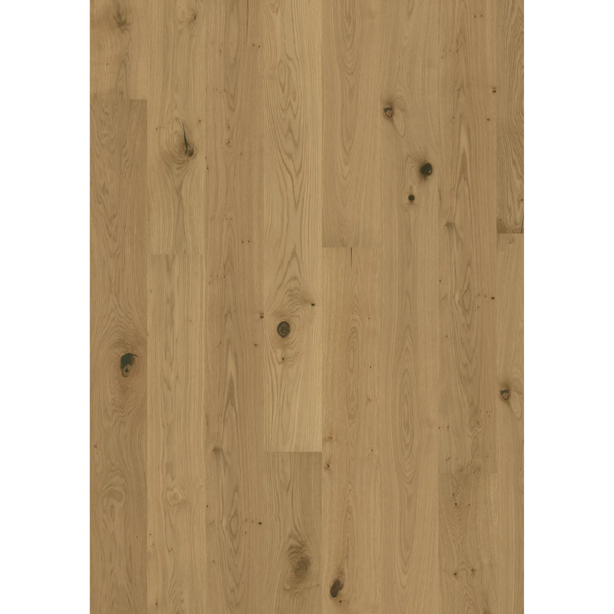 Oak Aster Oiled