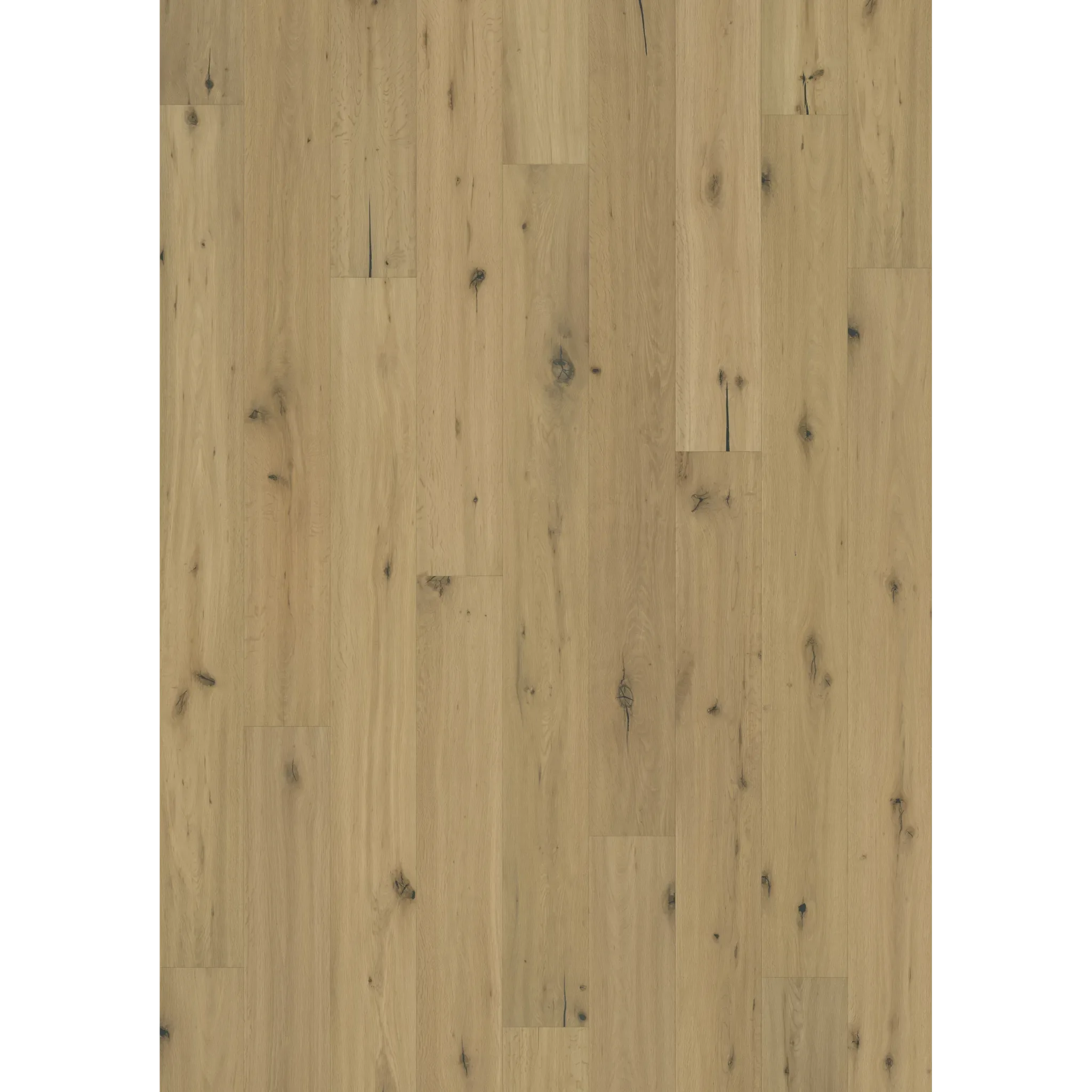 Oak Buckskin