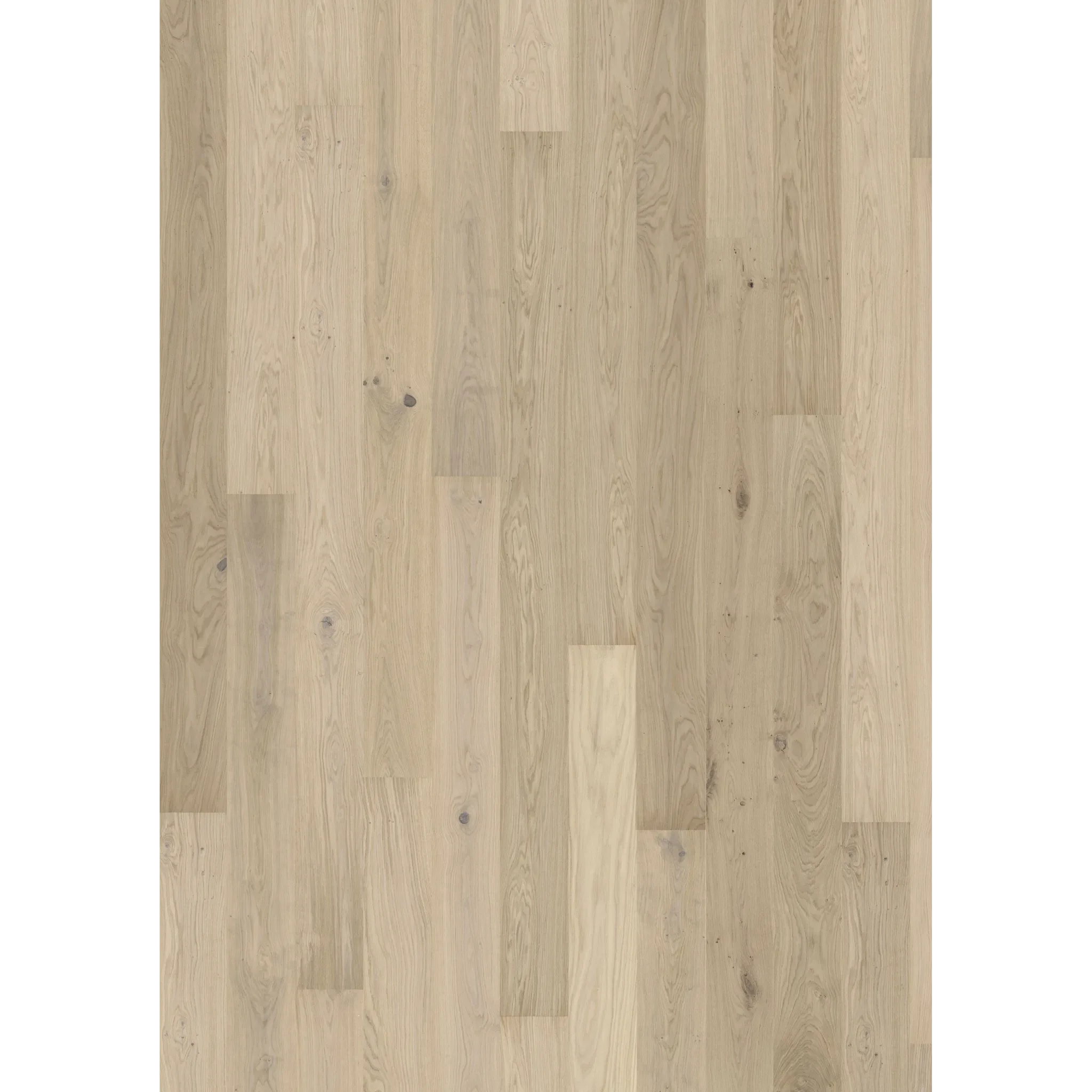 Oak Horizon