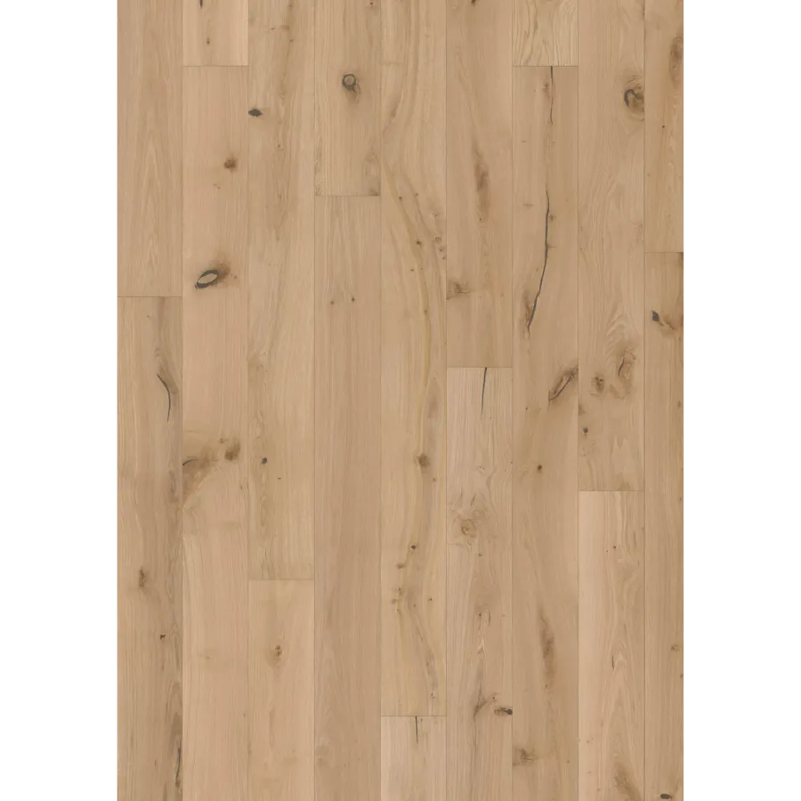 Oak Ovis