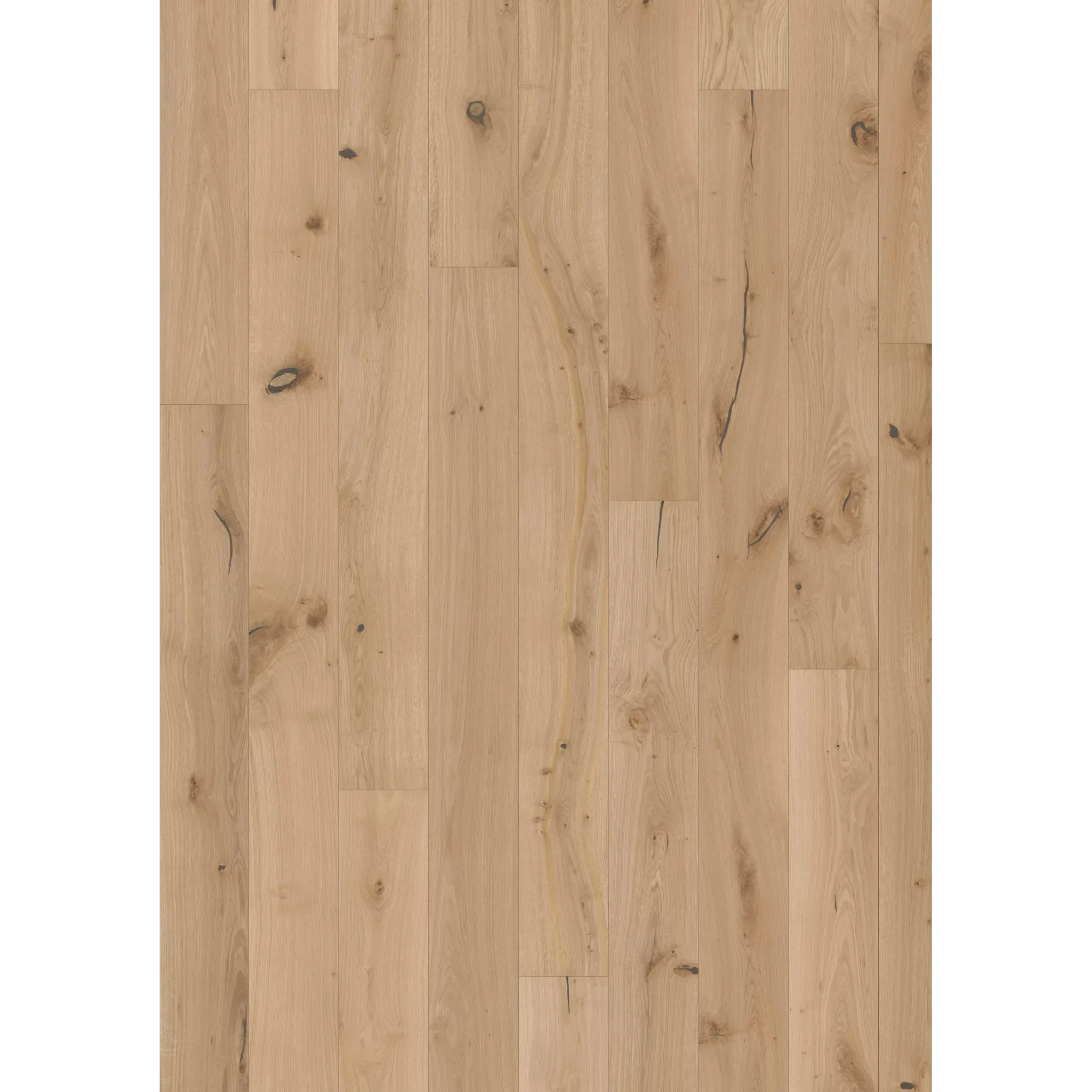 Oak Ovis