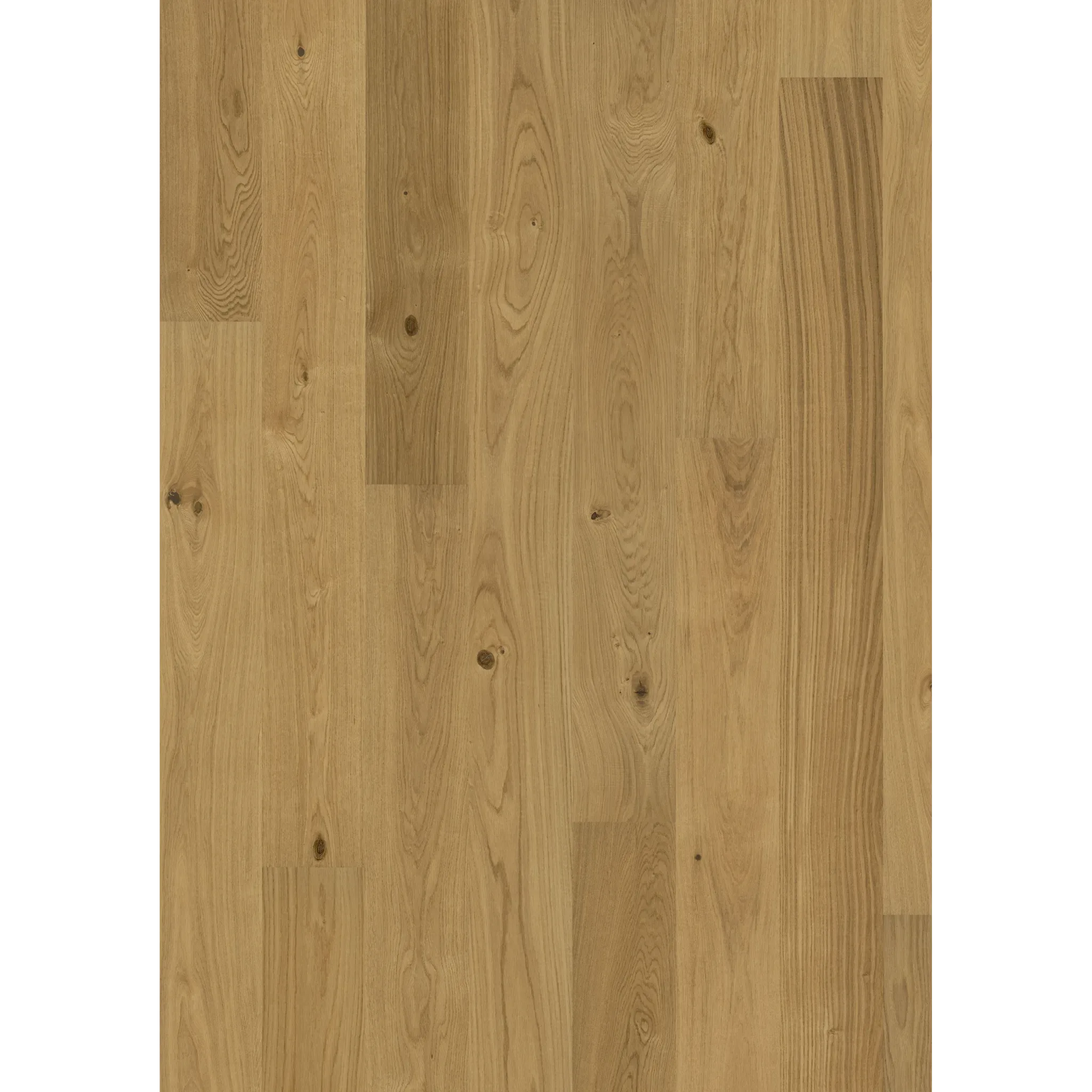Oak Cornwall