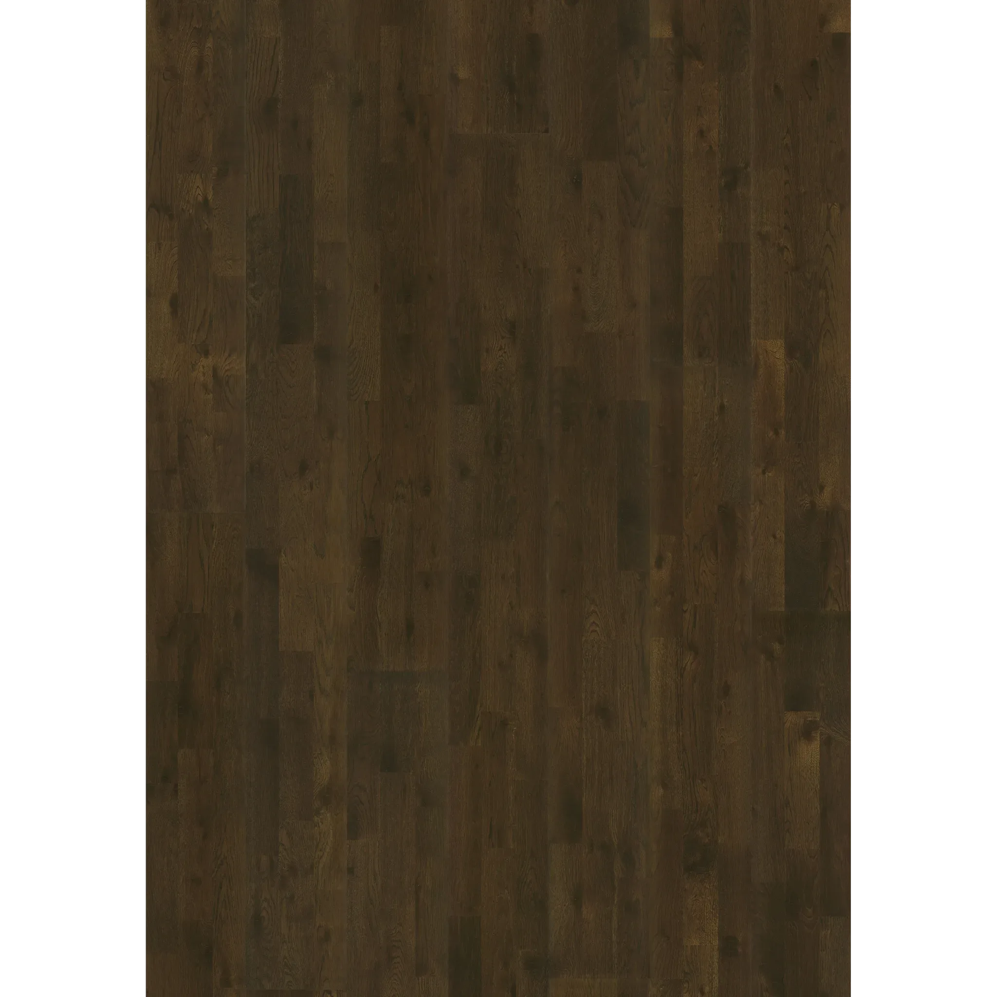 Oak Brownie