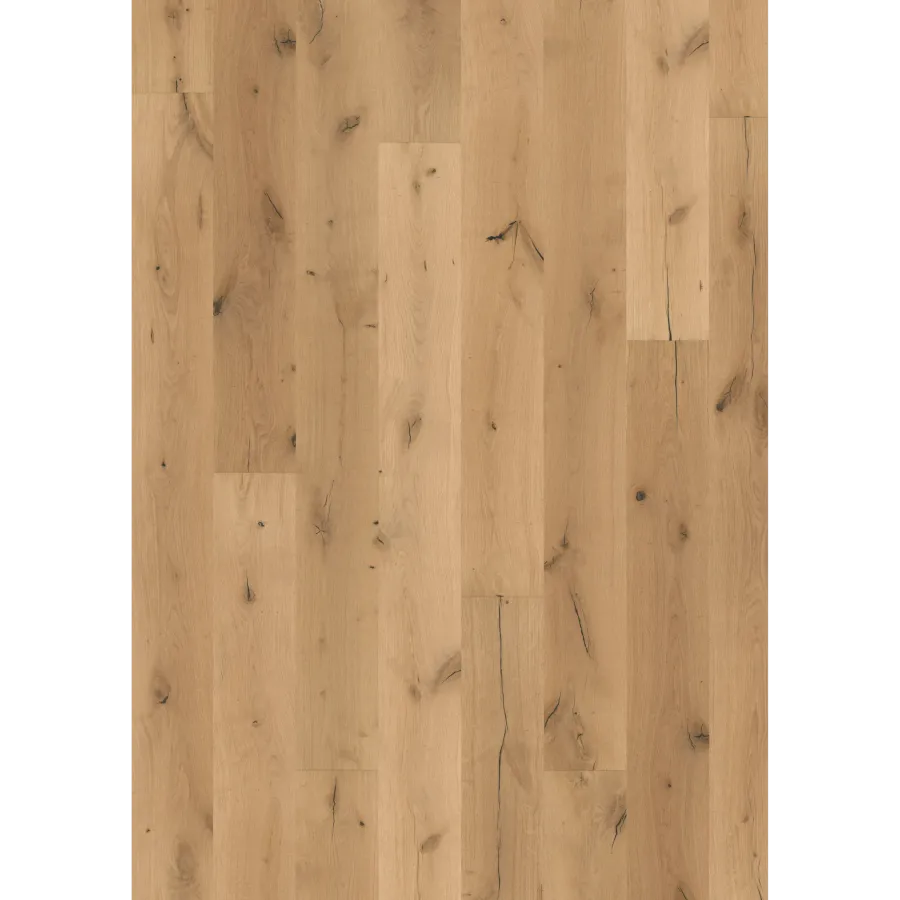 Oak Boreas
