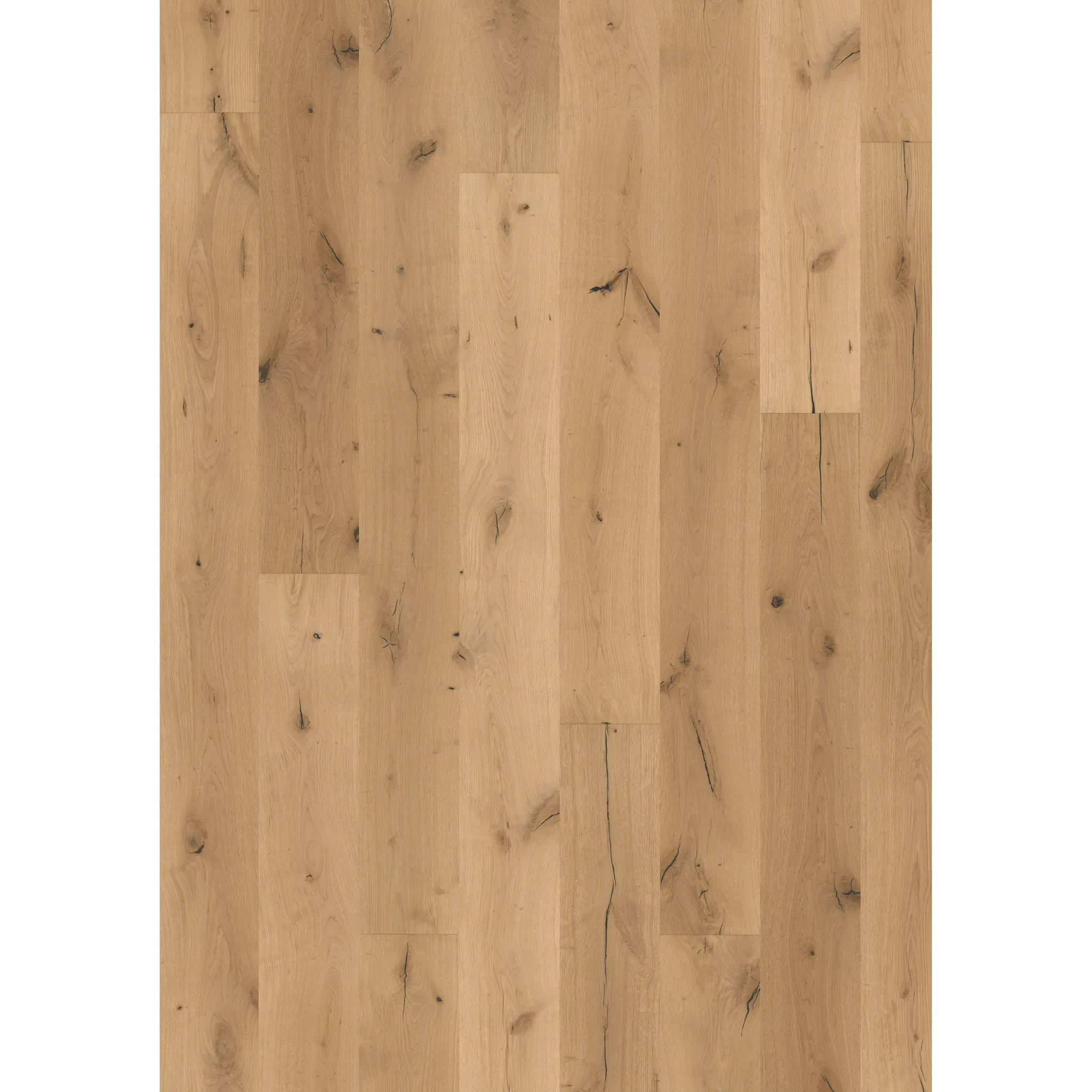 Oak Boreas