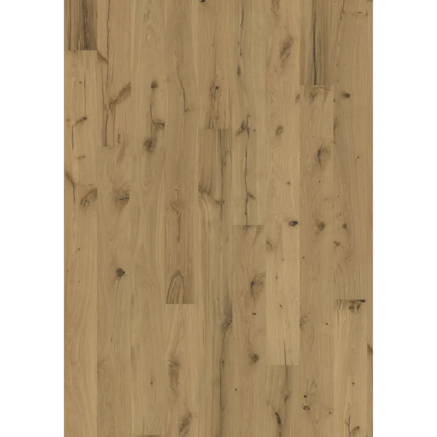 Oak Pallido
