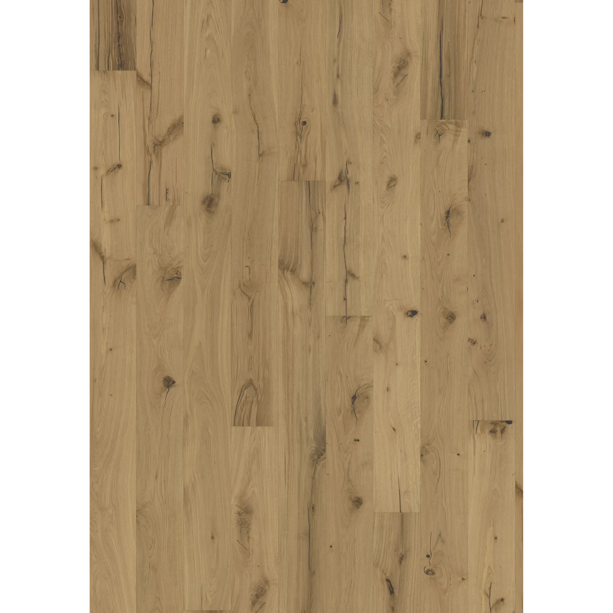 Oak Pallido