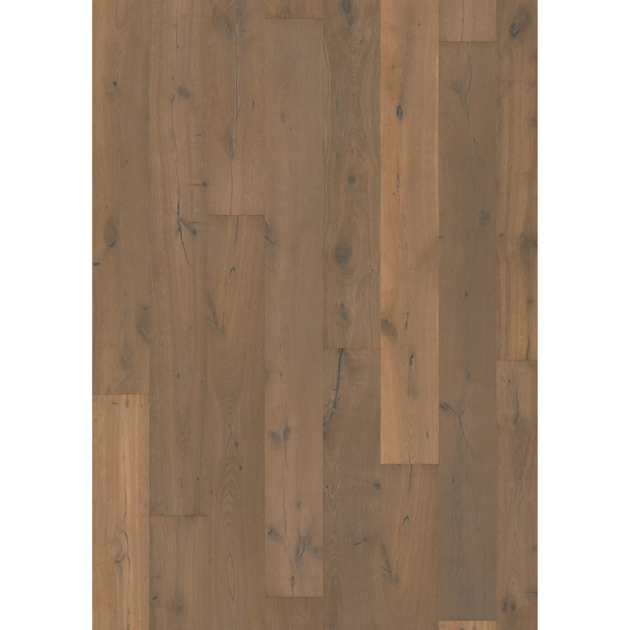 Oak Tramontane