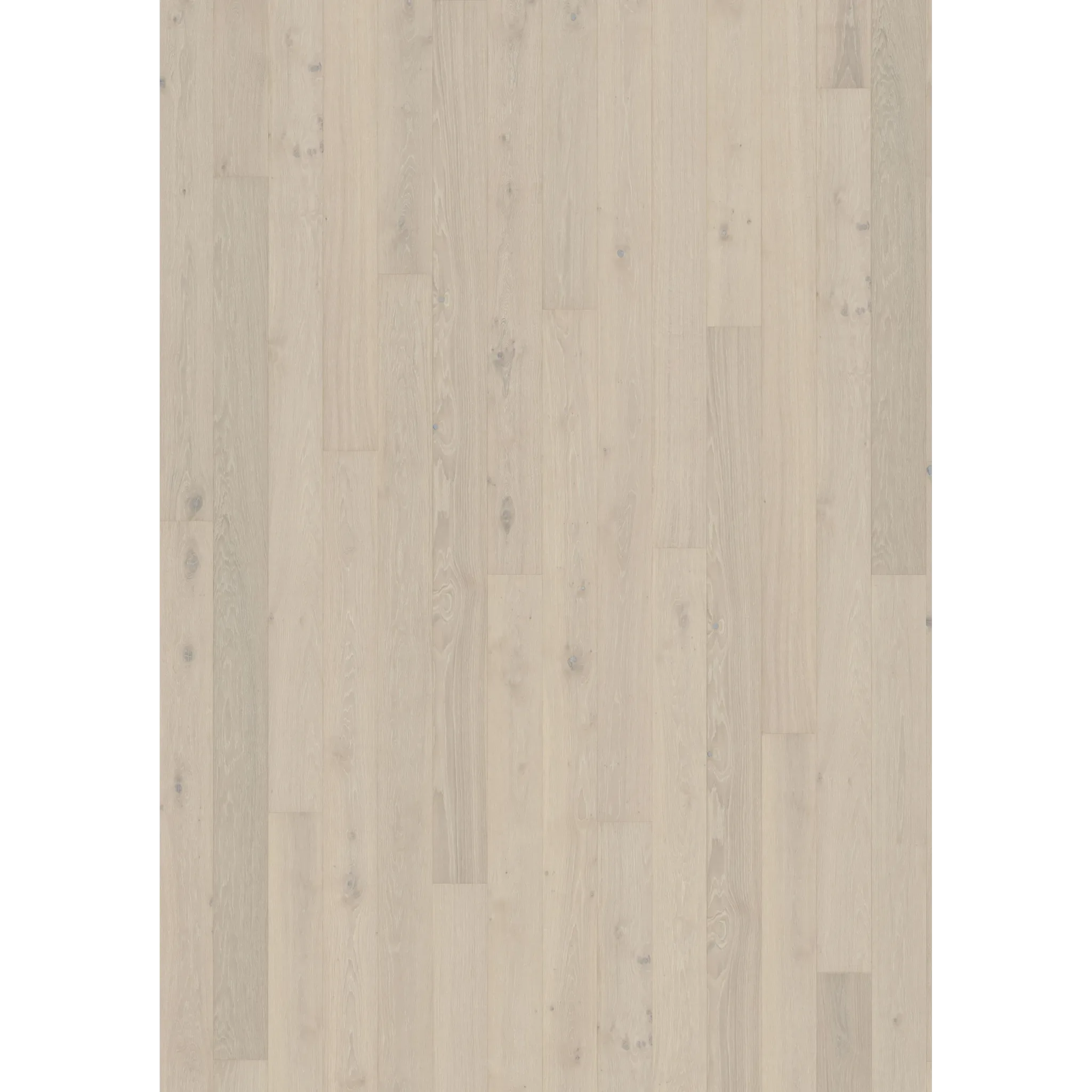 Oak Crisp