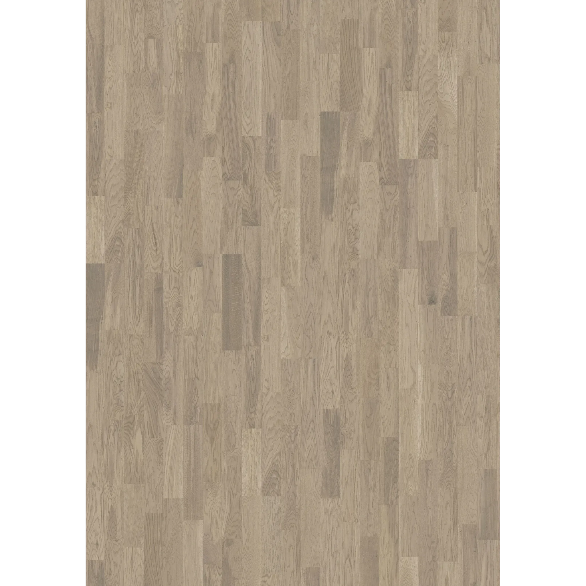 Oak Dim