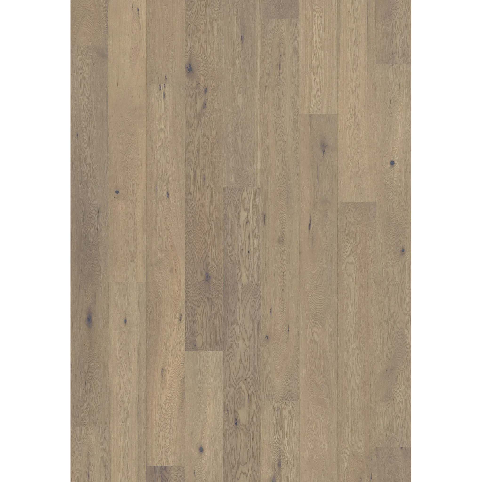 Oak 1-Strip White