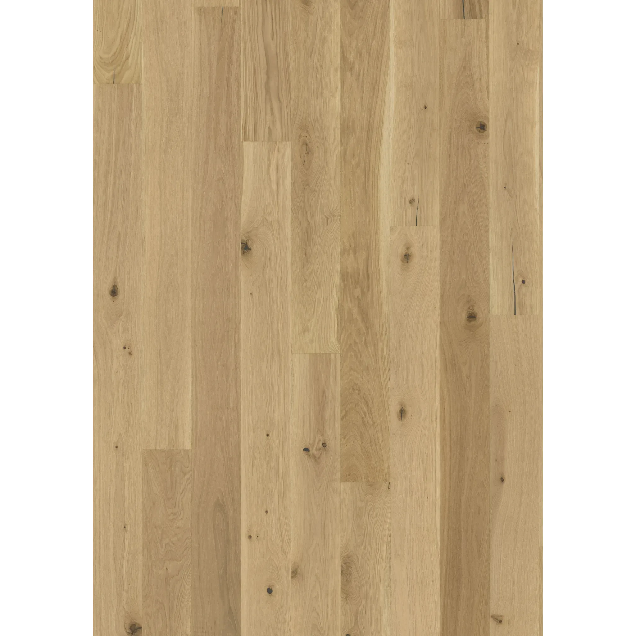 Oak Oro