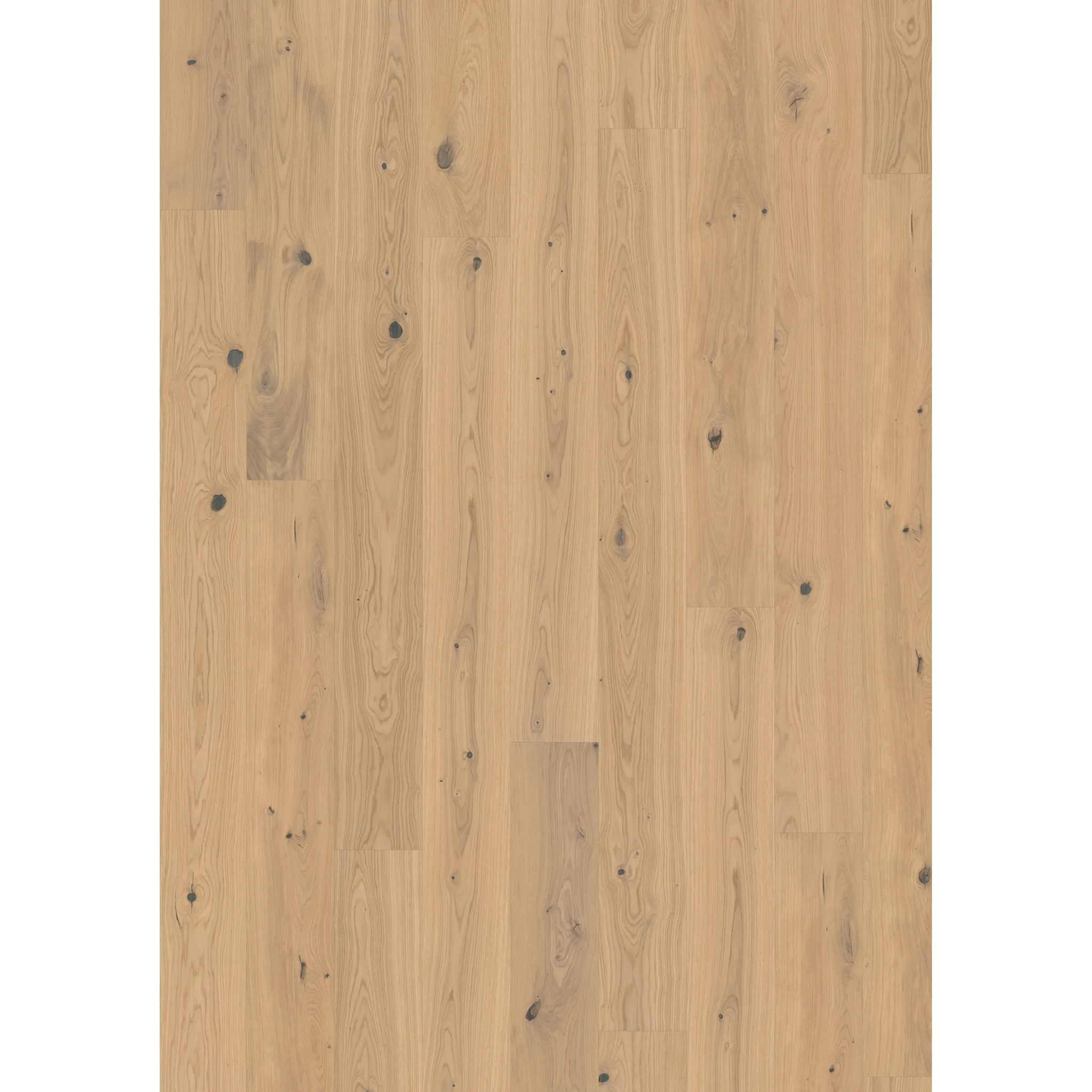Oak Turmeric Plank