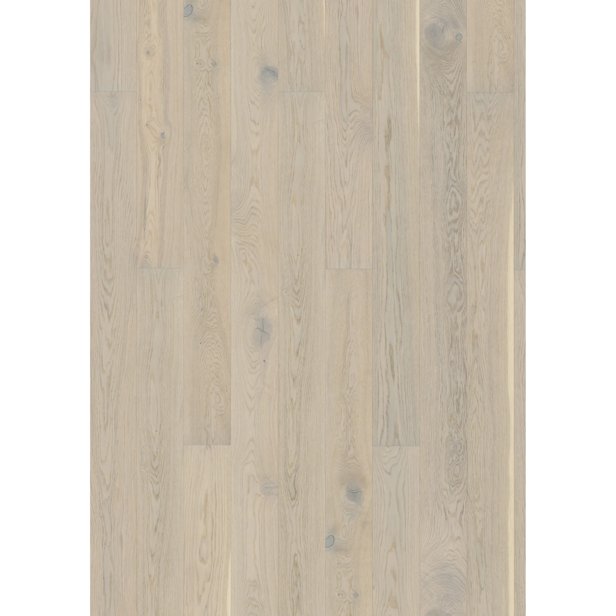 Oak Vigo