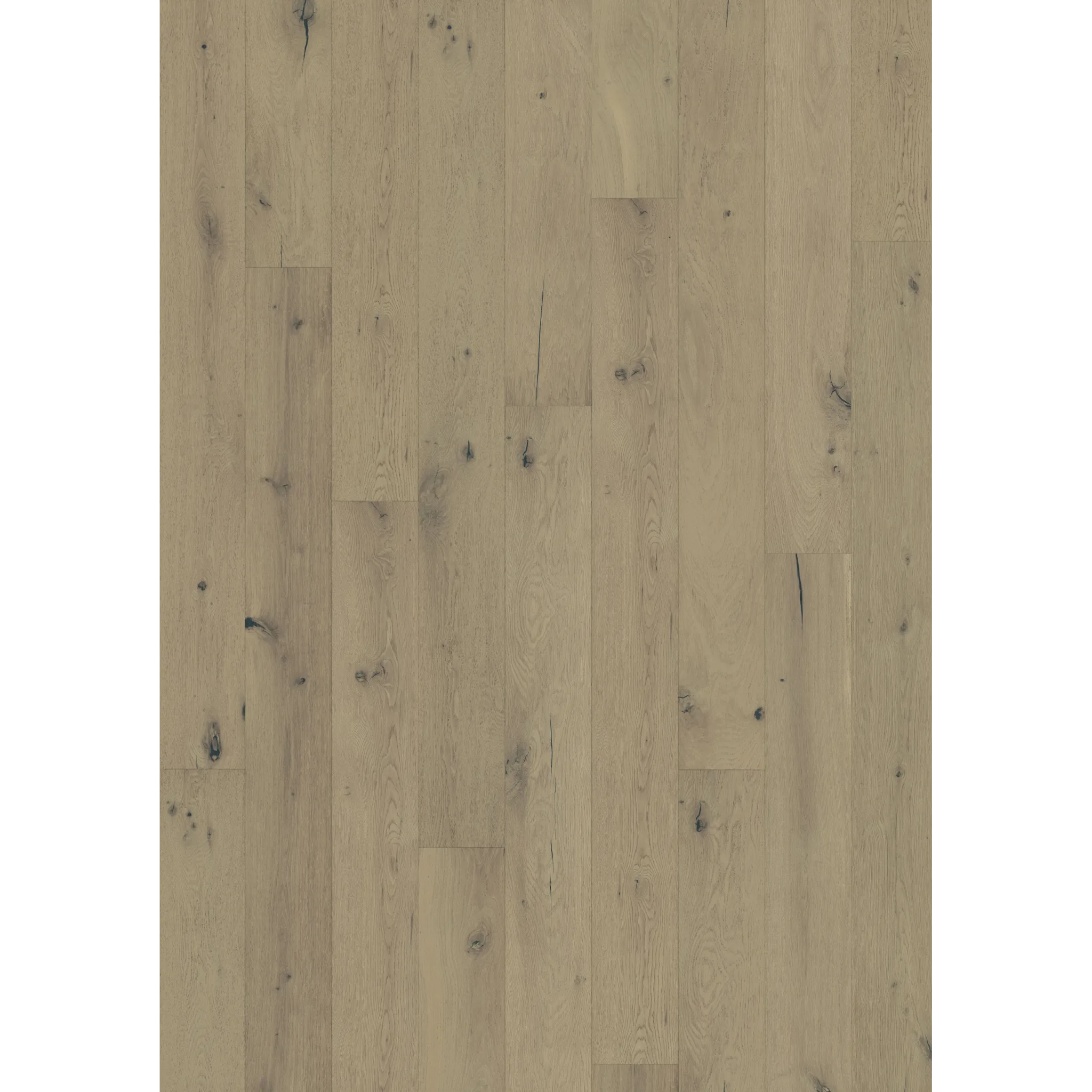 Oak Calm