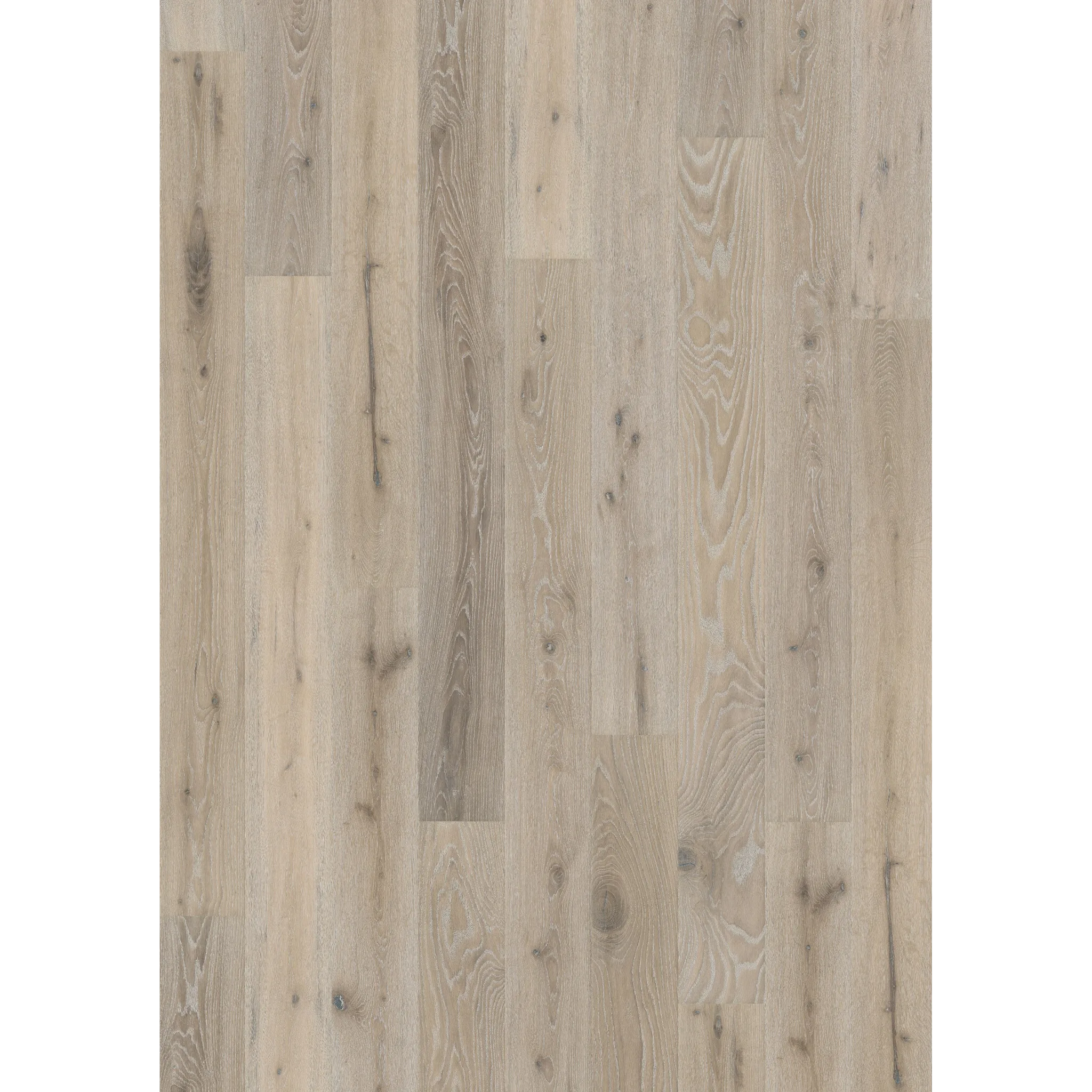 Oak Oyster